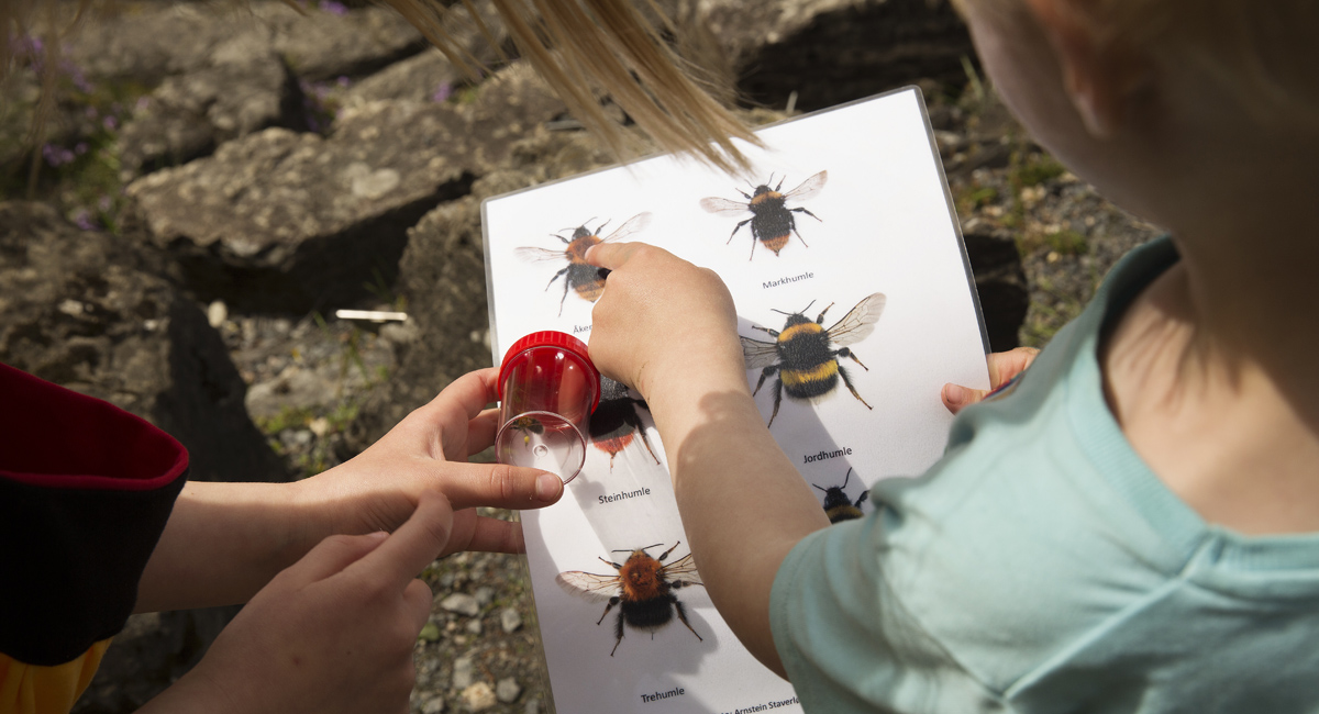 Humlevandring i Botanisk hage våren 2019. (Alle foto: Sverre Chr. Jarild)