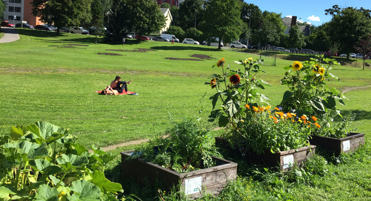 Urban dyrking i bydel Sagene i Oslo.